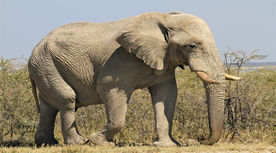 5 Day Tanzania Luxury Safari